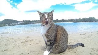 HAPPY DOGS amp CAT in AUSTRALIA  Pharrell Williams quotHAPPYquot song [upl. by Nolra996]