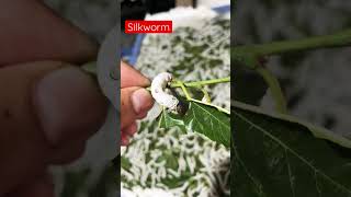 Silkworm cocoon formation stage 🧚 viral trending shorts [upl. by Elaine]