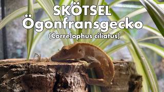 Skötsel Ögonfransgecko Correlophus ciliatus [upl. by Naida]