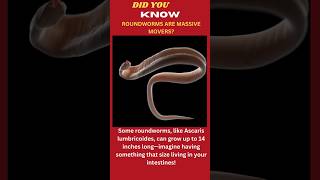 Roundworm EXPERTS Reveal 3 JawDropping Secrets [upl. by Kristoffer]