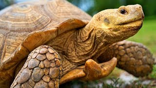 Top 5 Pet Tortoises [upl. by Odnomyar]