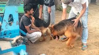 Dog mating process  Dog mating nahi ho rahi hai  German shepherd mating  Dog breeding viralvideo [upl. by Adekan]