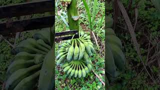 So Smooth Banana Cutting agriculture cuttingskils farming shorts [upl. by Divadnahtanoj]