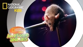 Rat Genius  Awesome Animals [upl. by Maighdiln704]