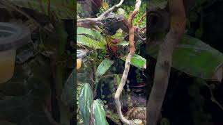 Ranitomeya Amazonica Iquitos call [upl. by Rednijar650]