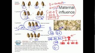 Maternal inheritance [upl. by Rubma]