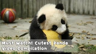 Must Watch 1  Cutest Panda Video Compilation  iPanda [upl. by Attecnoc]