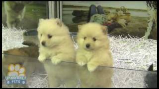 Pure breed Pomeranian Toy puppies [upl. by Gathers]