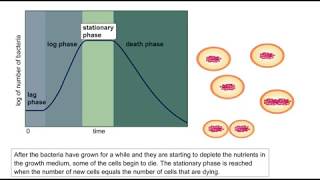 Bacterial Growth Full Animation Video  ScienceRoot [upl. by Proudman]