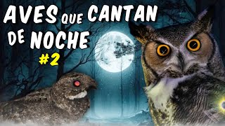 AVES que CANTAN de NOCHE🦉🎶 2 Un Concierto en la Oscuridad [upl. by Martreb]