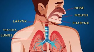 harmful substances for respiratory system in human [upl. by Eliza657]