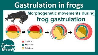 Gastrulation in frog  Morphogenetic movement during Xenopus gastrulation  epiboly  Embryology [upl. by Clarinda420]