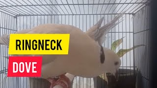 Ringneck Dove Cooing Sounds [upl. by Eidob]