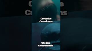 Cretodus Crassidens vs Otodus Chubutensis paleontology paleo shark 1v1 sea megalodon shorts [upl. by Plumbo]