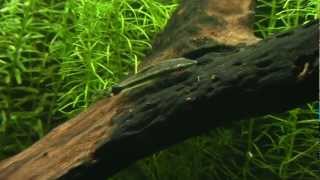 iNdEPTH Otocinclus Catfish Otocinclus Vestitus [upl. by Trinia]