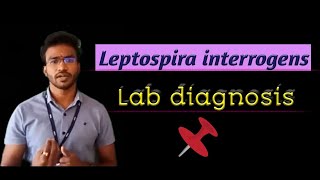 Leptospira interrogens Lab diagnosis [upl. by Maximilian]