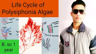 Life Cycle of Polysiphonia Algae [upl. by Anawait]