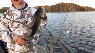 Shiner Fishing on Lake Harris FL [upl. by Nue738]