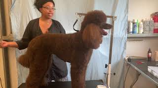 Grooming a Standard Poodle [upl. by Charyl]