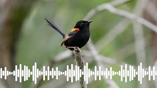 Redbacked Fairywren Call  Australian Bird Sounds amp Songs [upl. by Aitnahc569]