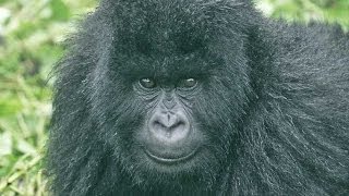 Gorillas and Wildlife of Uganda HD [upl. by Amelia462]