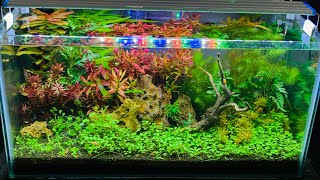 Hydrocotyle tripartita Honda carpet going crazy with diy co2 aquarium [upl. by Euqininod556]