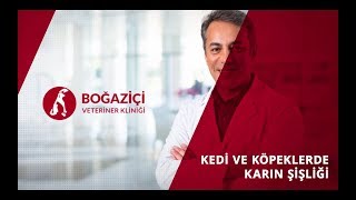 Kedi ve Köpeklerde Karın Şişliği [upl. by Feola]