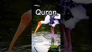 The Quran Understanding Through Urdu amp Hindi Translations qurantranslation surah holyquran [upl. by Yennor]