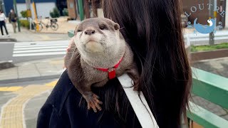 Otter Explored The Town Of Conan Japanese Anime [upl. by Ashok]