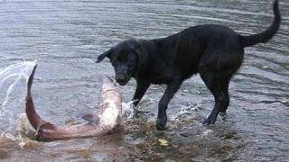 Jake the Dog attacks Shark Dog Catches Shark [upl. by Euqcaj791]