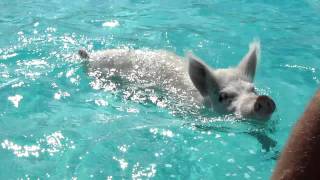 Swimming Pigs near Staniel Cay Bahamas [upl. by Adnirb77]