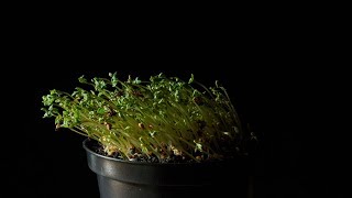 Positive Phototropism  Demonstration [upl. by Nesyt]