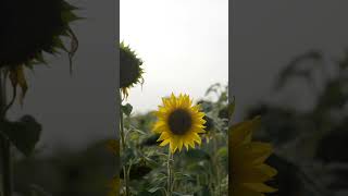 ¿Sabías que los girasoles siguen al sol girasoles naturaleza sol [upl. by Hedva]