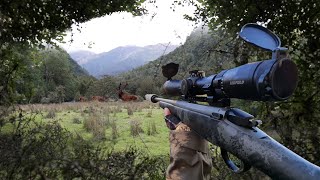 GIANT Deer Ambush Hunt 8 Days Solo  Best Hunt Ever [upl. by Selinski]