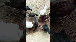 Ayam kampung yang sehat chicken ayam birds [upl. by Nahshun211]