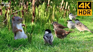 Cat TV for Cats to Watch 😺 Lovely Birds Squirrels and Bunnies 🐿 8 Hours 4K HDR [upl. by Hilliard]