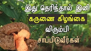 Karunai Kilangu Health Benefits in Tamil  Health Tips in Tamil [upl. by Adnilrev84]