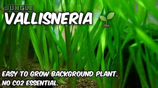 Vallisneria easy to grow background plant for aquarium  No Co2 Essential  Jungle Val  Vallisneria [upl. by Stamata]