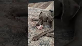 Dog chewing on a bone satisfying [upl. by Asiak721]