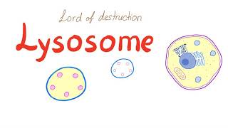 Lysosome [upl. by Sral]