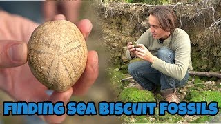 Fossil Hunting in Florida for Prehistoric Sea Biscuits Sand Dollars and Urchins Echinoids [upl. by Mckenna]