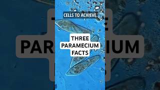 3 Facts about Paramecium science microscopic pondwater [upl. by Keeton]