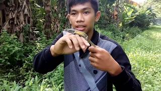 Mengenal kadal kebun  EUTROPIS MULTIFASCIATA [upl. by Nilsoj]