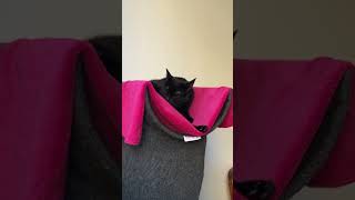 Take a little self care moment with with Grace 🐈‍⬛💤💕 blackcat cat mindfulness [upl. by Ing]