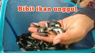 bibit ikan nila kekar [upl. by Kaehpos]