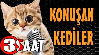 Konuşan Kediler 3 Saat  Sinema Tadında Komik Kediler  PATİ TV [upl. by Are]