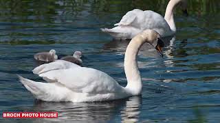 SWAN FAMILY WITH TWO CYGNETS PITFOUR LAKE [upl. by Ila]