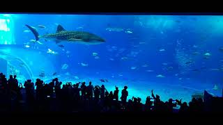 Okinawas Churaumi Aquarium Main Attraction Whale Shark [upl. by Sirc]