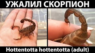 Ужалил взрослый скорпионаллигатор H hottentotta Ощущения и последствия [upl. by Latrice972]