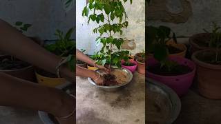 China dollradermachera indoor or outdoor plant shorts youtubeshorts [upl. by Brinkema906]